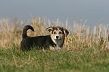 CORGI PEMBROKE 1137